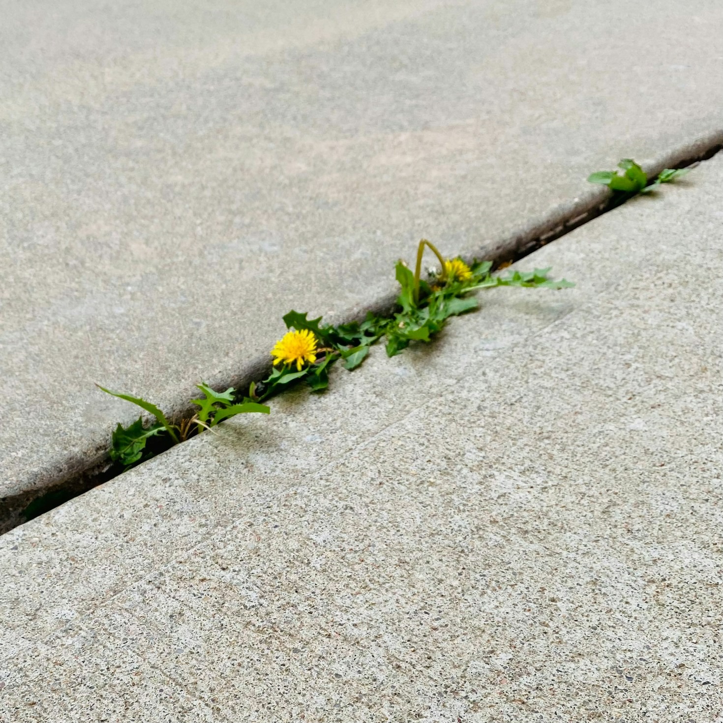 Adapting to Technology: A Growth Mindset Guide